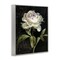 Stupell Industries Peony on Black Framed Giclee Wall Art Design by Danhui Nai